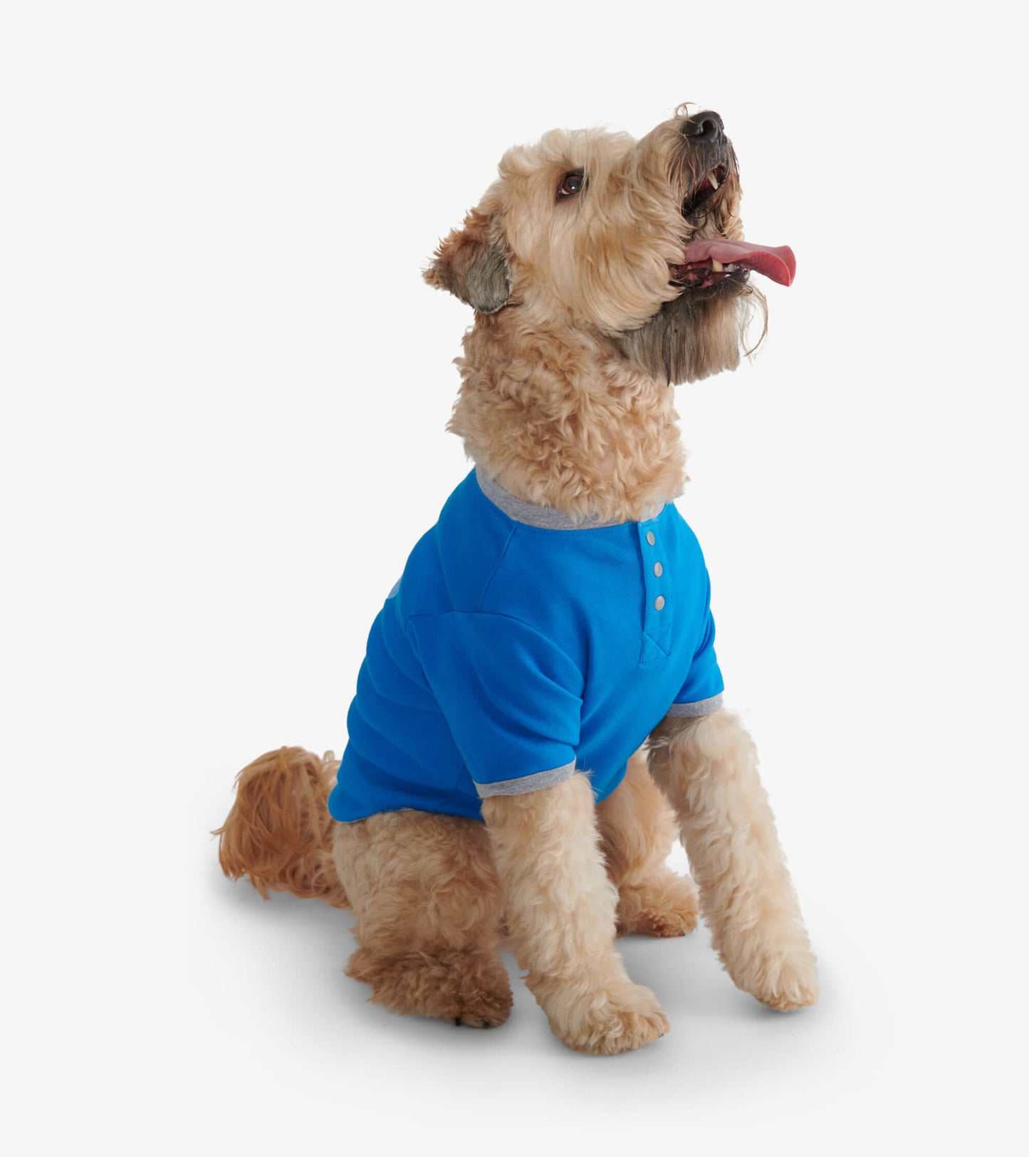 Bright blue dog tee with gray collar, featuring a button placket, worn by a sitting dog.