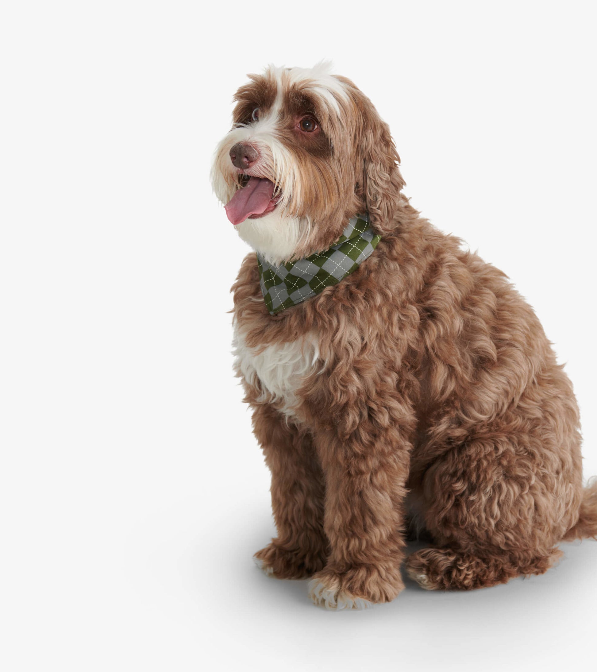 Reversible dog bandana featuring a green plaid pattern, worn by a fluffy brown dog, showcasing a stylish and playful look.