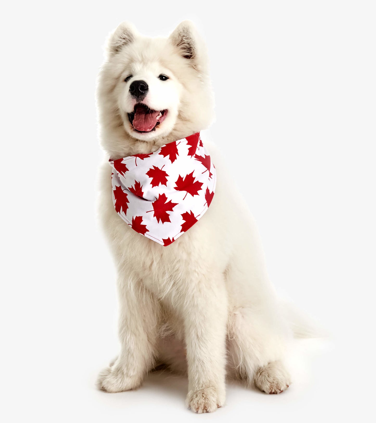 Red and white dog bandana featuring a maple leaf pattern, worn by a fluffy white dog.