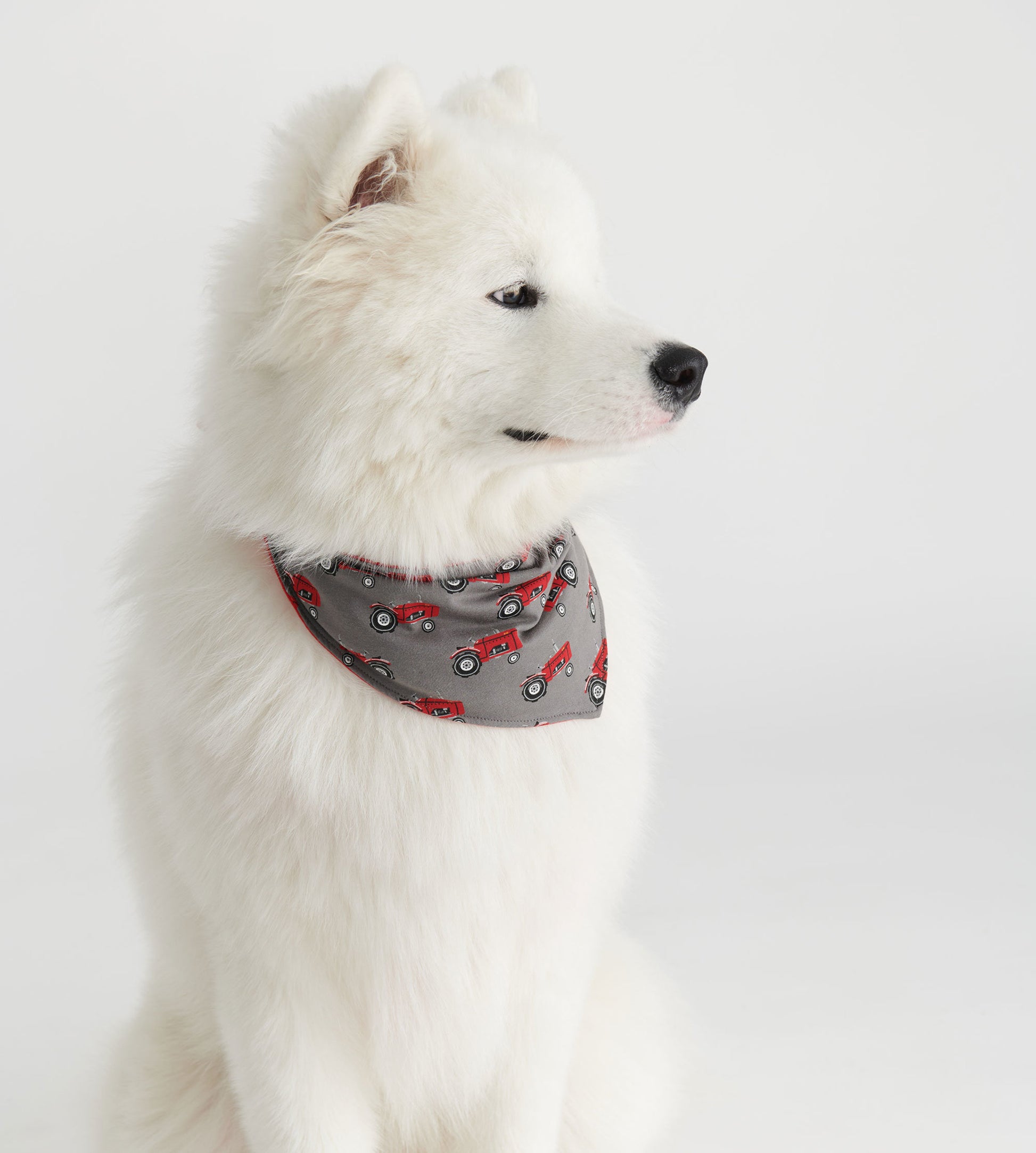 Reversible dog bandana featuring a gray background with red tractor patterns, worn by a fluffy white dog.