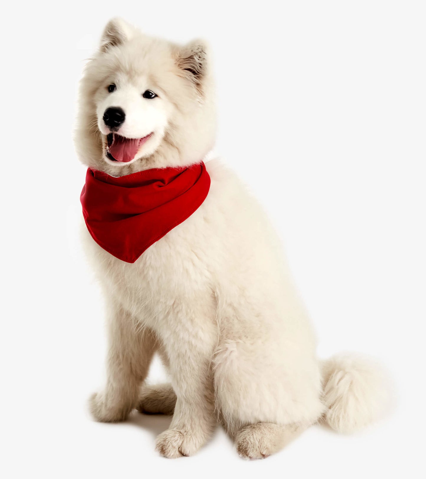 Red bandana on a fluffy white dog, styled in a triangular shape around the neck.