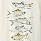 View Boys Fish Types Graphic Tee - Illustration of five fish with labels on a light background